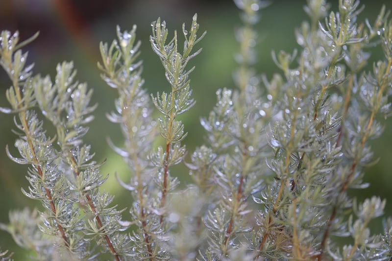 Herb bouquet