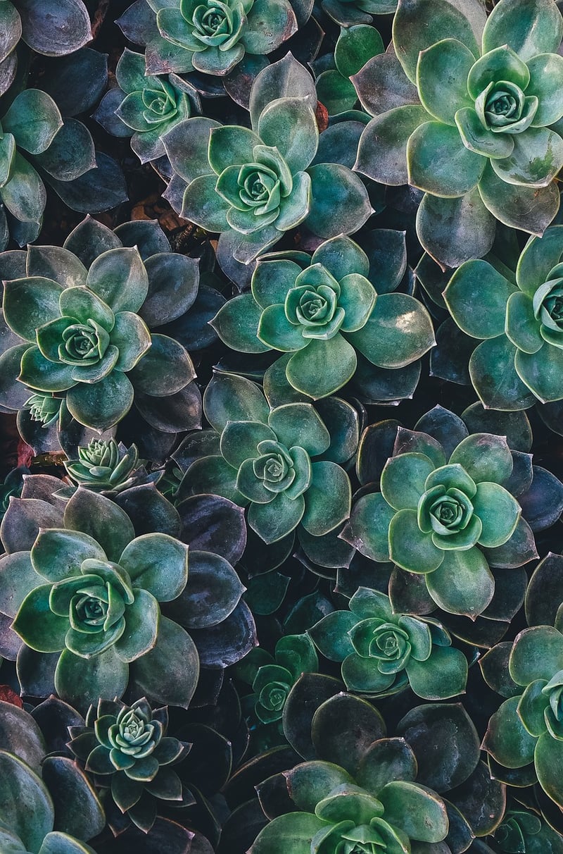 Succulent wedding favors